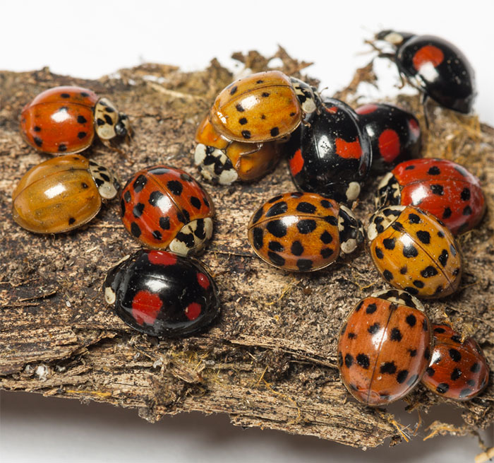 Ladybird
