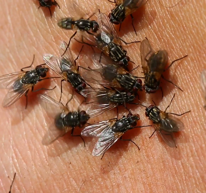 Flies