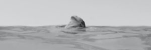 SwimmingAlone 1500x500 1