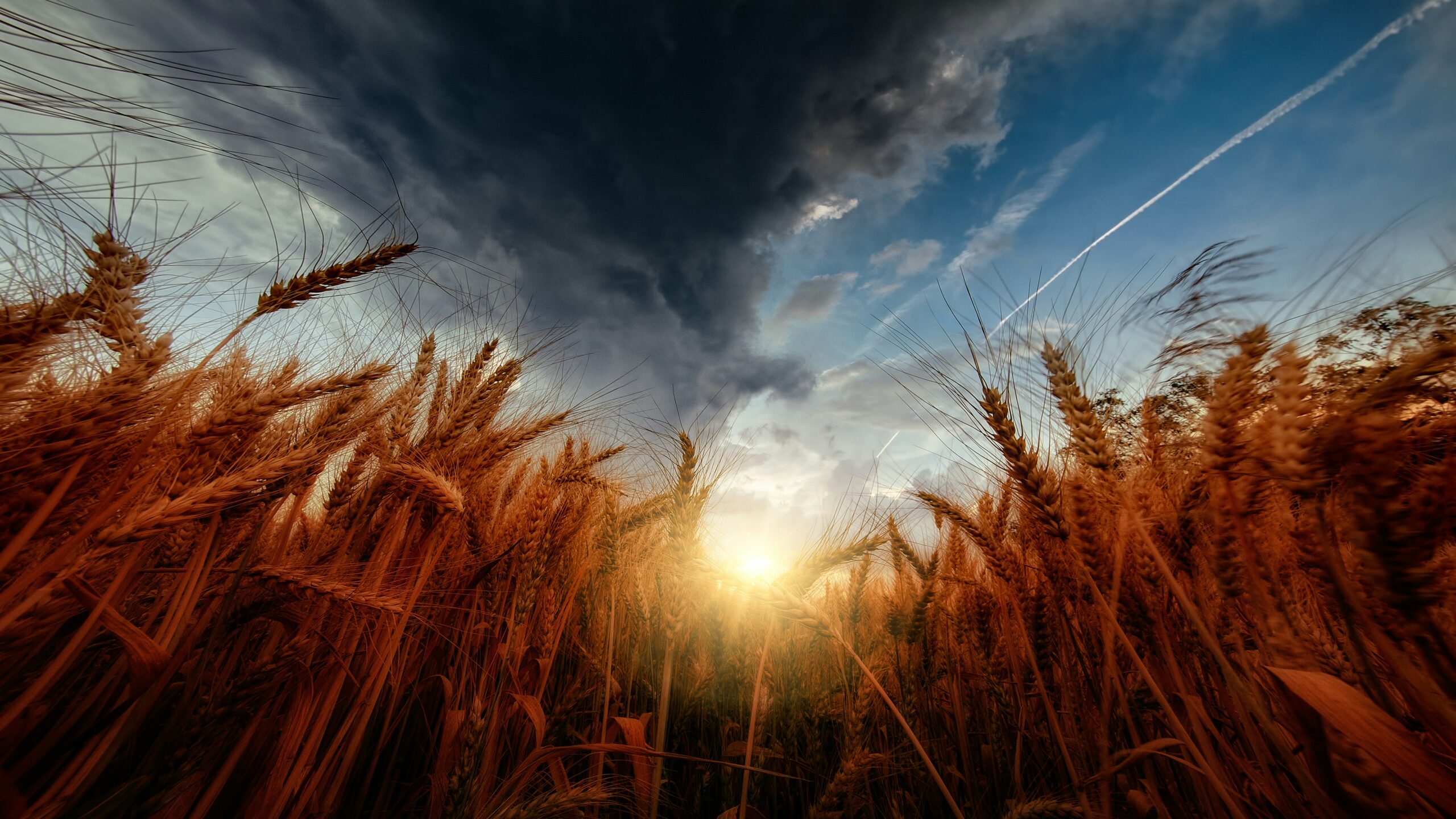 Harvest