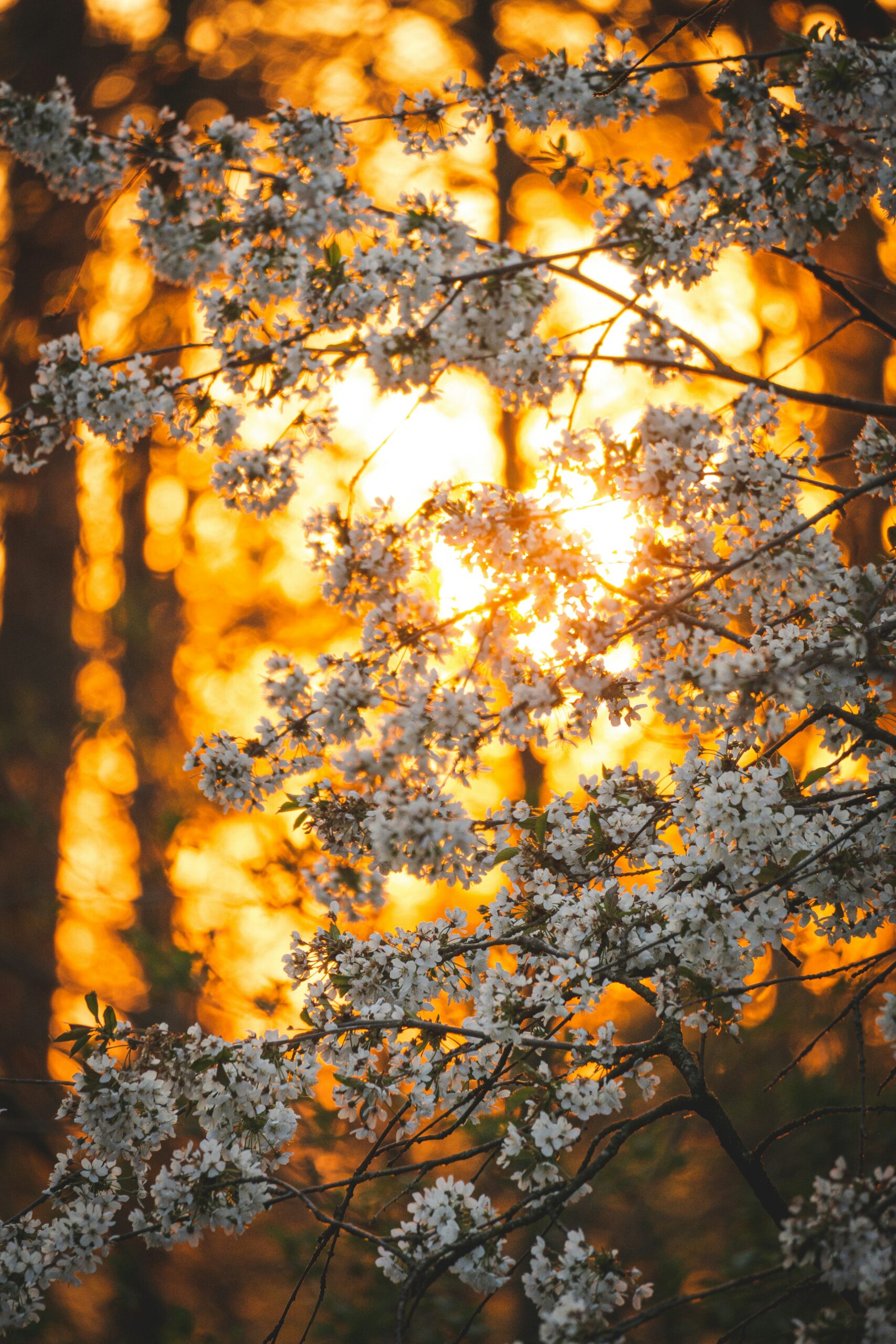 Bliss