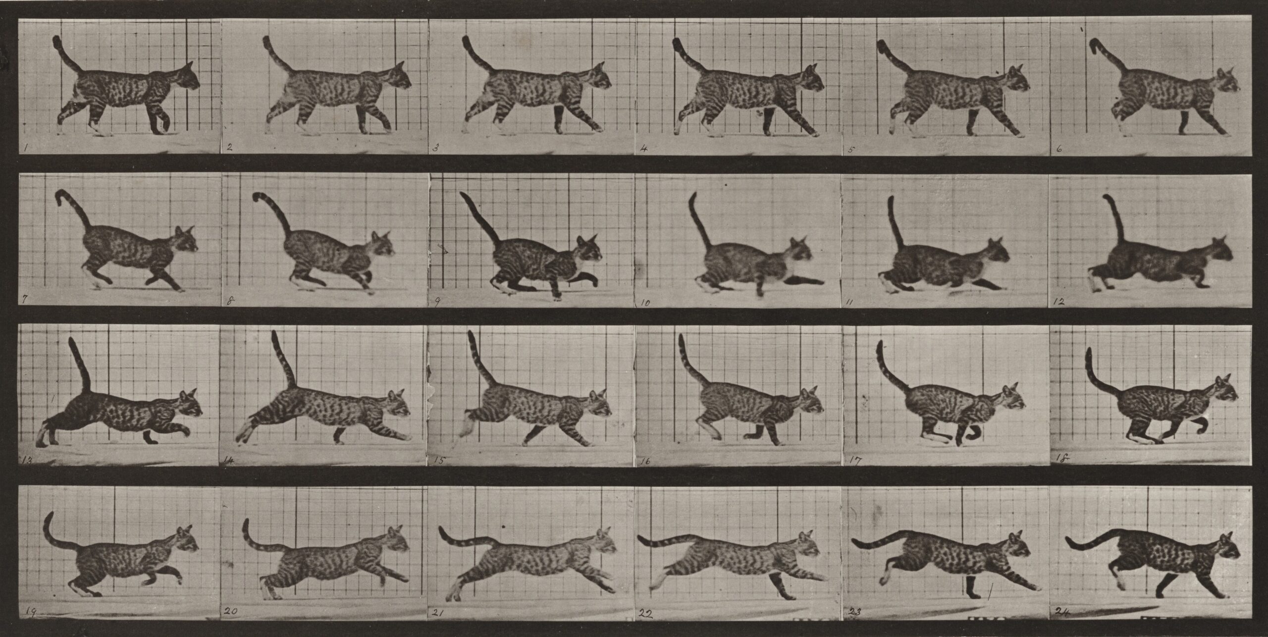 Japanese Watches and Egyptian Cats